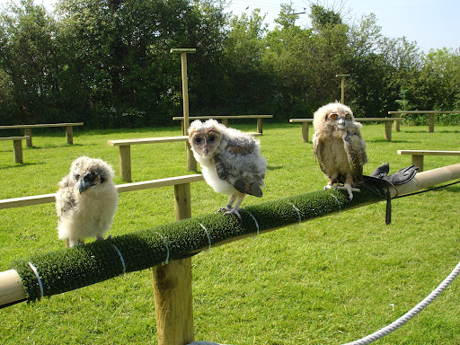 Yarak Birds of Prey - Thumbnail