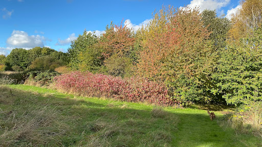 Stokeswood Park - Thumbnail