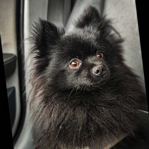 Élevage Spitz / Pomsky Puppy Academy - Thumbnail