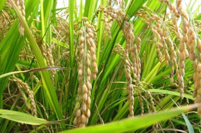 Photos of Factor&iacute;a San Felipe