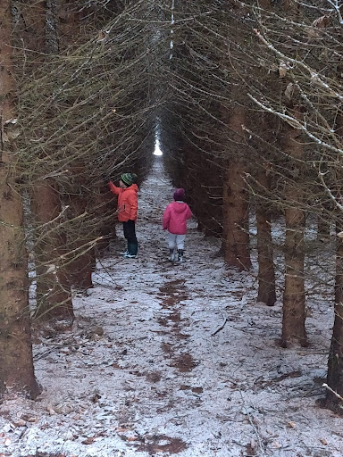 Winnyknowe Woods