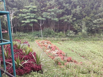 Photos of Taman Pinus Pangjugjugan