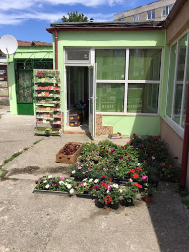 Aleea Francesco Griselini 34, Moldova Veche 325550