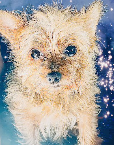 Best Friends Veterinary Clinic - Thumbnail