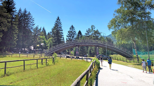 Camping "pine forest" - Visual