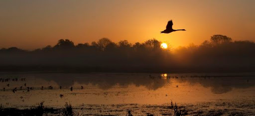 Catcott Complex Nature Reserve