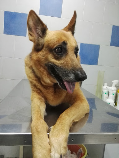 Clinica Veterinaria VIMASVET - Thumbnail