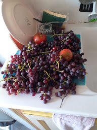 Photo n°31 de ANEMOLI ERIC à Antibes (Paysagiste)