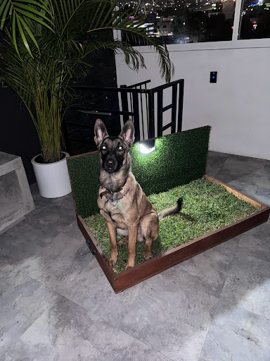 Pet Thrones Factory Gallery - Mexico