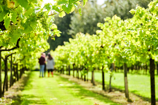 The Tasting Lodge @ Llanerch Vineyard