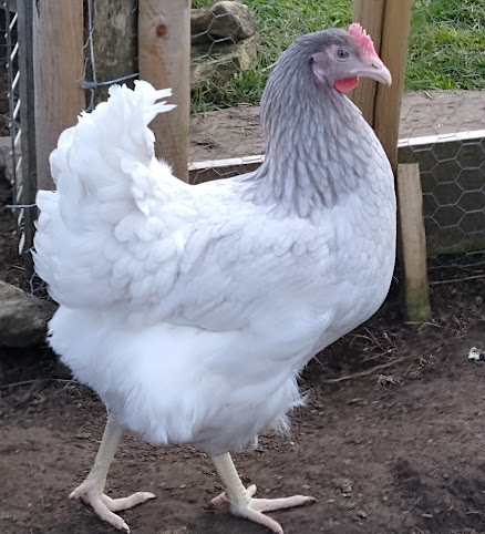 Nadder Valley Hens by null