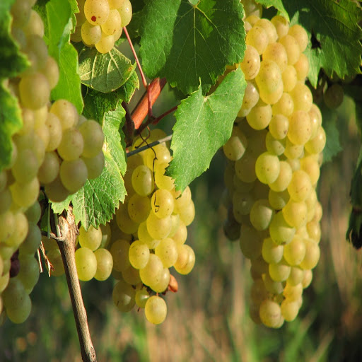 Viticulteur & Producteur de Vin dans le Bugey - Caveau Dufour - Thumbnail