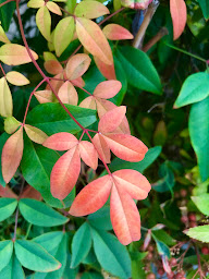 Photo n°26 de Cours de jardinage à domicile avec un pro à Saint-Mandé (Paysagiste)