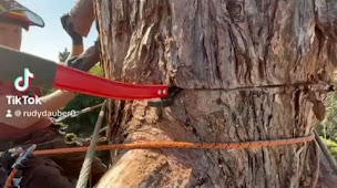 Photo n°12 de Carl Élagage à Ruaudin (Paysagiste)