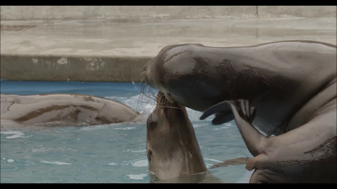 Pacific Marine Mammal Center by null