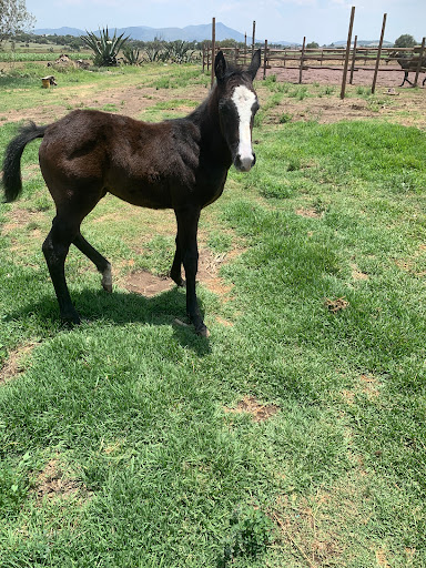 Rancho san Martin