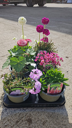 Whitley bay Florist - Thumbnail
