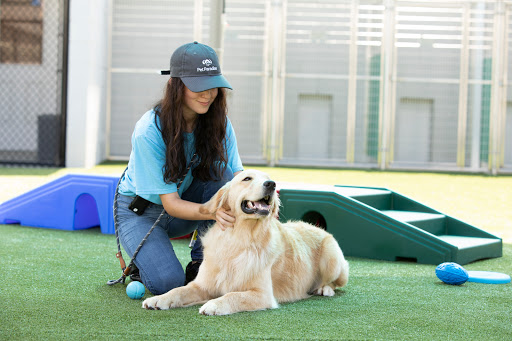 Pet Paradise Charlottesville - Thumbnail