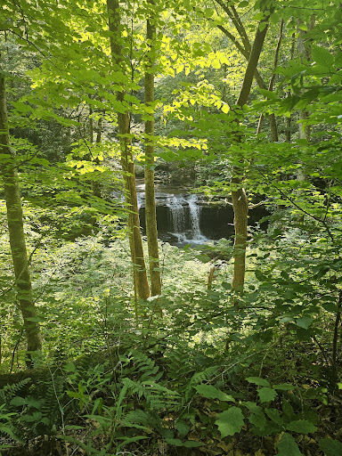 Finn's Falls - Thumbnail