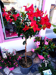 Photo n°6 de Ambiance Fleurs à Saint-Bonnet-en-Champsaur (Fleuriste)