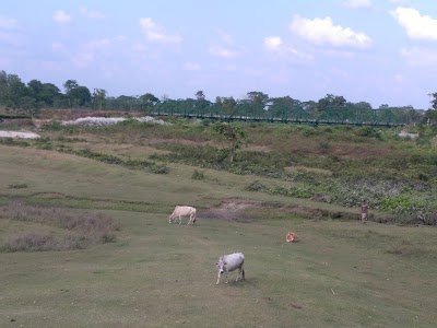 Photos of Sally Lunn Tea Estate