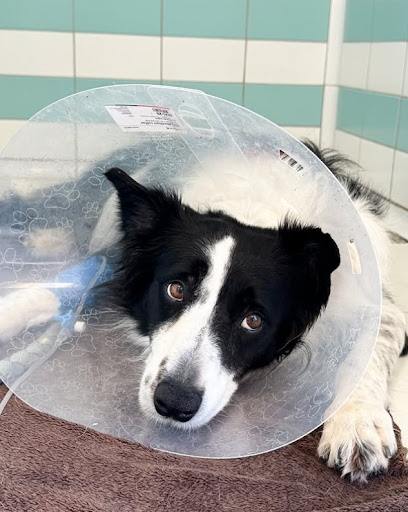 Hospital Veterinario del Mar - Castellón