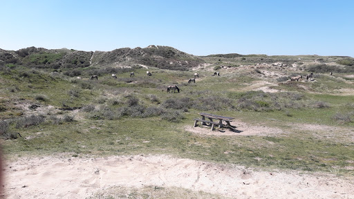 [P] Duiningang Parnassia - Thumbnail