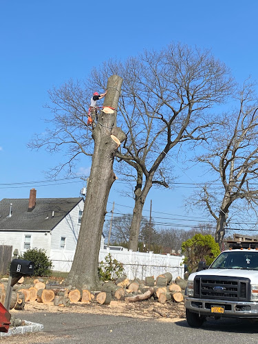 El Catracho Tree Service & Landscaping