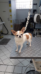 Photo n°1 de Animaux Services à Cournon-d'Auvergne (Toiletteur)