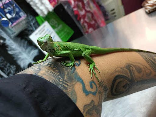 Black Wolf Servicios Veterinarios - Thumbnail