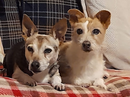 Tatty Mutts Dog Groomers - Thumbnail