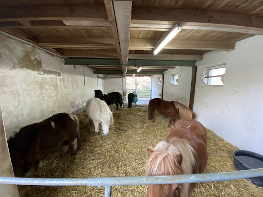 Madlen‘s Ponyreiten - Thumbnail