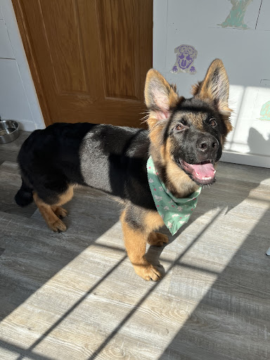 Bark Avenue Grooming Boutique LLC - Thumbnail