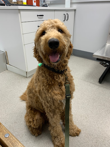 Williamsburg Veterinary Clinic Gallery - United States