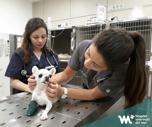 Hospital Veterinaria del Mar