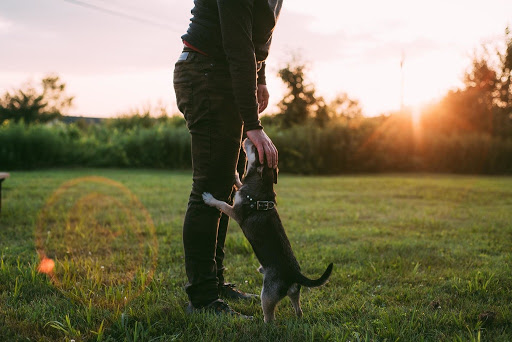 Flaxton Dog Park - Thumbnail