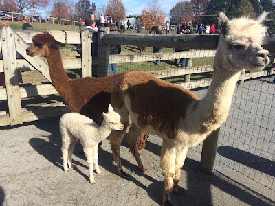 Photos of Eastland Alpacas