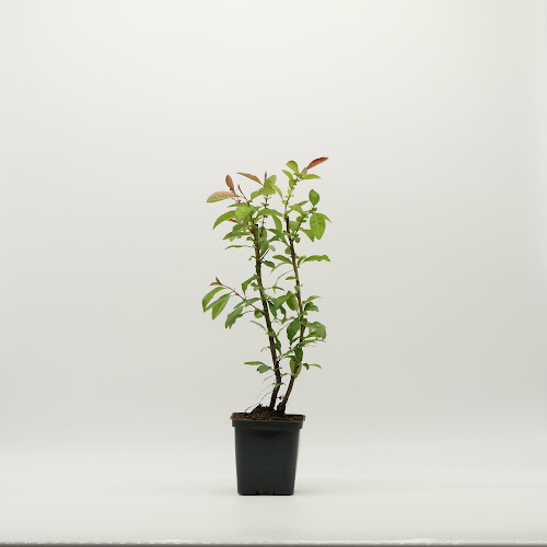 Gartenland Polska - Włókniarzy