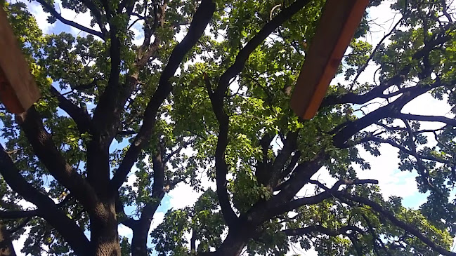 Вековният дъб