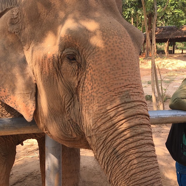 Samui Elephant Sanctuary