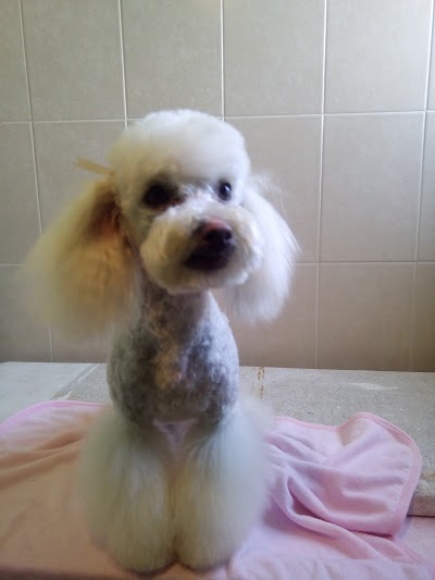 Photos of Animalia Adopta