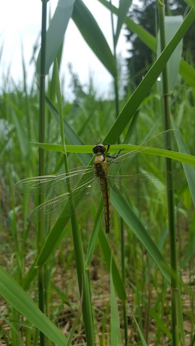 Photos of Bubių tvenkinys