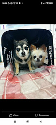 Photo n°26 de Les Doggychou à Saint-Pourçain-sur-Sioule (Bar)