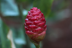 Photo n°2 de Astérale à Lamotte-Beuvron (Magasin d'aromathérapie)