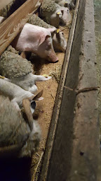 Photo n°5 de Bergerie de la gate à Mesnières-en-Bray (Ferme)