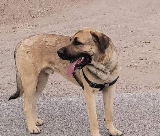 *Valencia County Animal Services* - Thumbnail