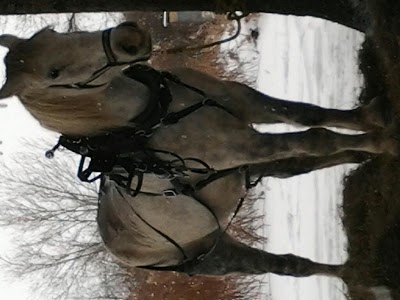 Photos of Route 80 Stables