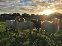 Macadam Mouton - Éco-pâturage la Rochelle à La Rochelle