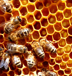 Photo n°7 de FERME PHILIBERT à Saint-Sauveur-Gouvernet (Ferme)