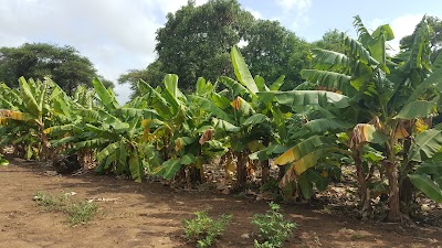 Photos of Eco Farm Lda